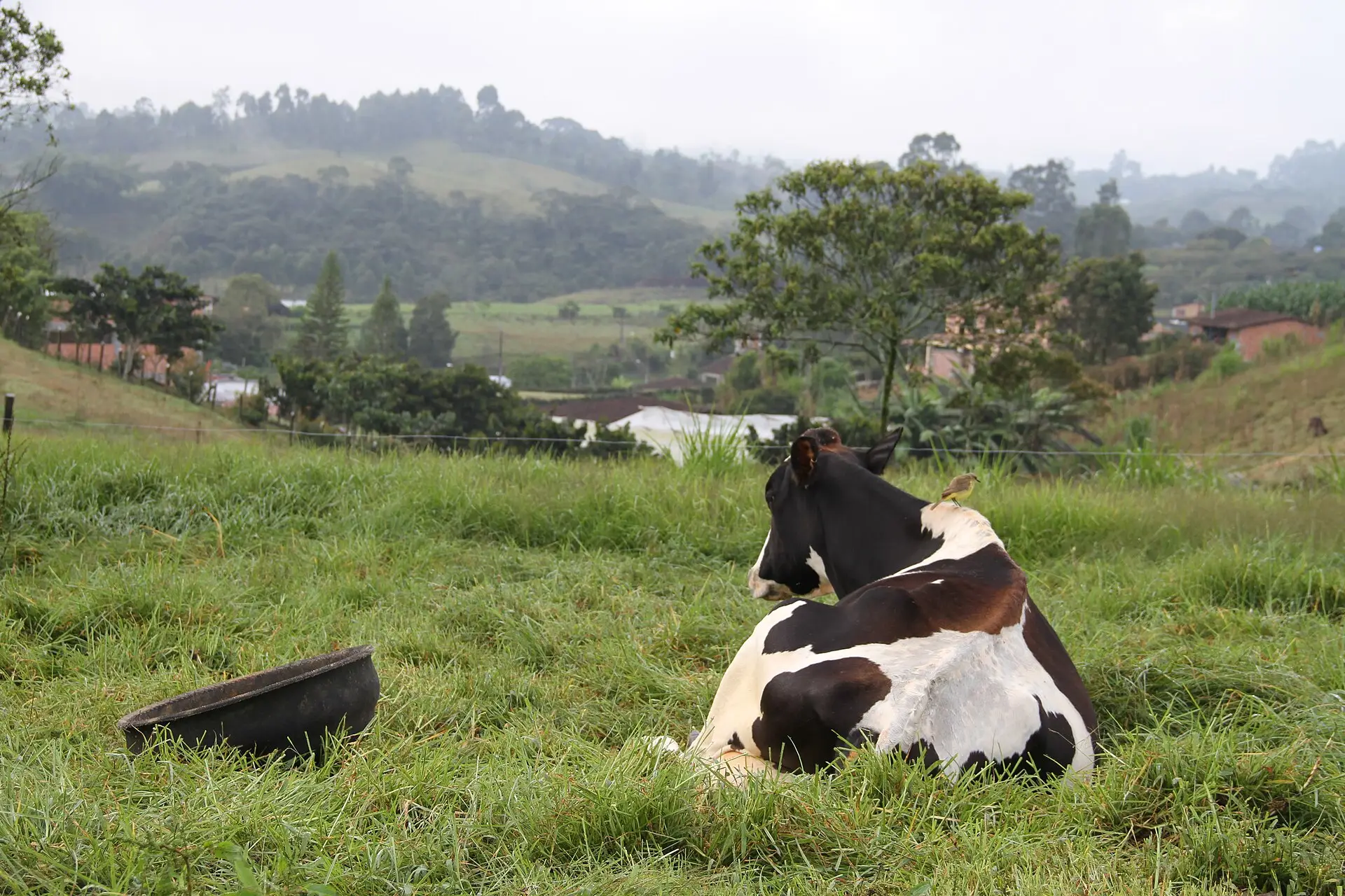 Paisaje rural colombiano con colinas y potreros